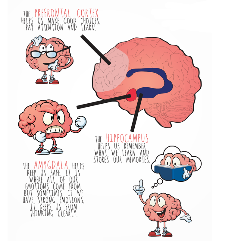How the prefrontal cortex helps